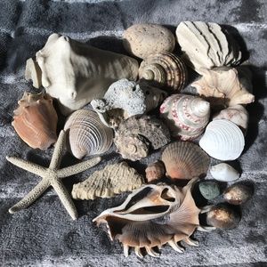 Seashell Bundle